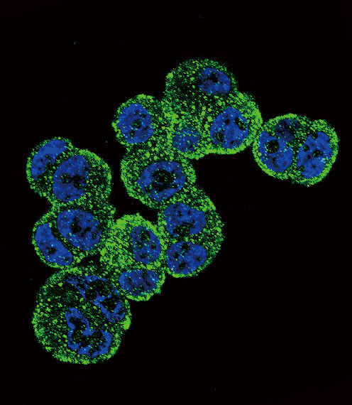 Confocal immunofluorescent analysis of ADH1C Antibody (Center)(Cat#AP5534c) with T47D cell followed by Alexa Fluor 488-conjugated goat anti-rabbit lgG (green).DAPI was used to stain the cell nuclear (blue).