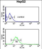 FC - BLOC1S2 Antibody (Center) AP5538c