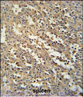 IHC-P - SWSAP1 Antibody (Center) AP5547c