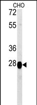PREPL Antibody (C-term) (Cat. #AP5565b) western blot analysis in CHO cell line lysates (15ug/lane).This demonstrates the PREPL antibody detected the PREPL protein (arrow).