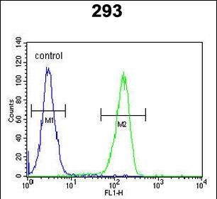 FC - KCT2 Antibody (Center) AP5586c