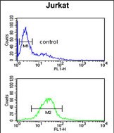 FC - TAF1D Antibody  (N-term) AP5597a