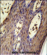 IHC-P - FAM158A Antibody (C-term) AP5632b