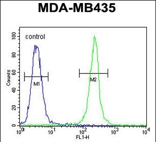 FC - TRHDE Antibody (C-term) AP5635b