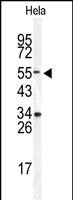 WB - DONSON Antibody (Center) AP5661C
