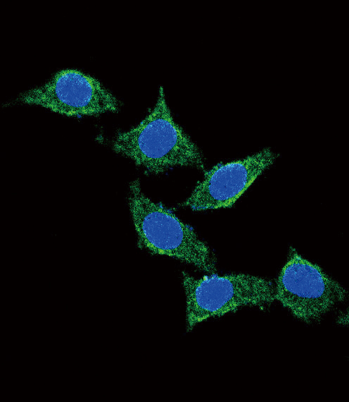 Confocal immunofluorescent analysis of ADCYAP1 Antibody (C-term) (Cat. #AP5668b) with 293 cell followed by Alexa Fluor??488-conjugated goat anti-rabbit lgG (green).DAPI was used to stain the cell nuclear (blue).