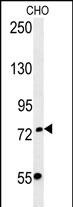 FBXO34 Antibody (C-term) (Cat. #AP5692b) western blot analysis in CHO cell line lysates (35ug/lane).This demonstrates the FBXO34 antibody detected the FBXO34 protein (arrow).