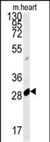 APOBEC2 Antibody (N-term) (Cat. #AP5701a) western blot analysis in mouse heart tissue lysates (15ug/lane).This demonstrates the APOBEC2 antibody detected APOBEC2 protein (arrow).