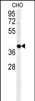 WB - CCYL1 Antibody (N-term) AP5730a