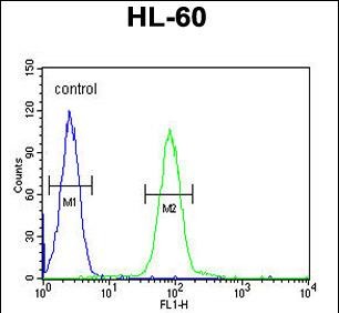 FC - PGAP2 Antibody  (C-term) AP5731B