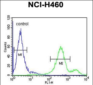 FC - EBPL Antibody (C-term) AP5735B