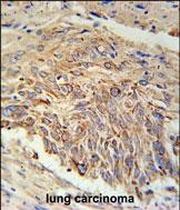 IHC-P - EBPL Antibody (C-term) AP5735B