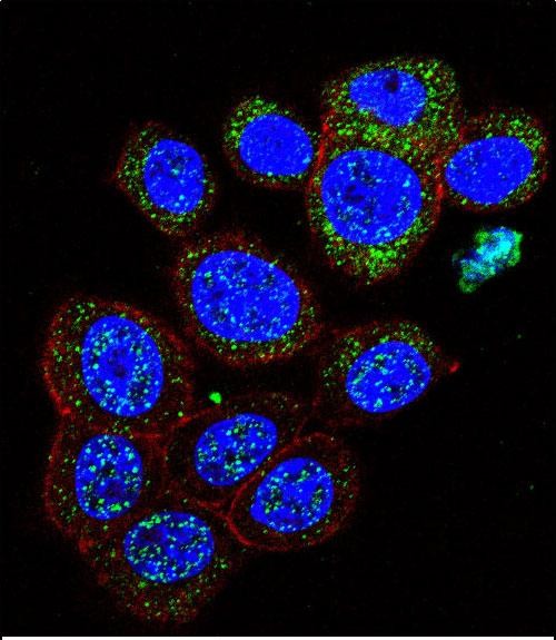 Confocal immunofluorescent analysis of GAL Antibody (C-term)(Cat#AP5746b) with 293 cell followed by Alexa Fluor 488-conjugated goat anti-rabbit lgG (green). Actin filaments have been labeled with Alexa Fluor 555 phalloidin (red).DAPI was used to stain the cell nuclear (blue).