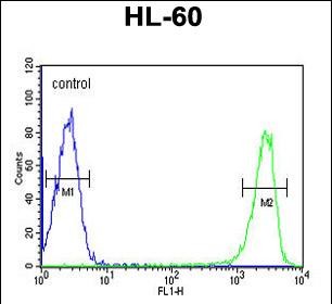 FC - KIR2DS3 Antibody (C-term) AP5763b