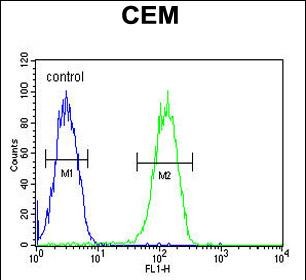 FC - BIN2 Antibody (N-term) AP5779a
