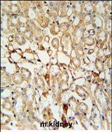 IHC-P - KCNV1 Antibody (N-term) AP5787a