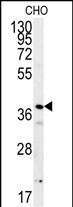 PRNIP Antibody (C-term) (Cat. #AP5799b) western blot analysis in CHO cell line lysates (15ug/lane).This demonstrates the PRNIP antibody detected the PRNIP protein (arrow).