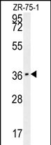 WB - CLEC12A Antibody (Center) AP10037c