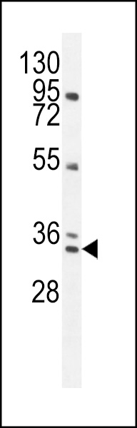 BCA3 Antibody (N-term) (Cat. #AP10093a) western blot analysis in NCI-H292 cell line lysates (35ug/lane).This demonstrates the BCA3 antibody detected the BCA3 protein (arrow).