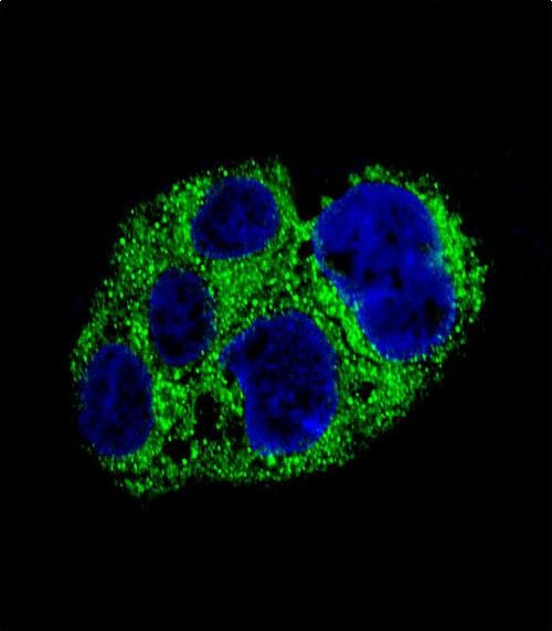 Confocal immunofluorescent analysis of AMACR Antibody (C-term)(Cat. #AP10110b) with HepG2 cell followed by Alexa Fluor� 488-conjugated goat anti-rabbit lgG (green). DAPI was used to stain the cell nuclear (blue).