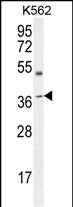 APOL6 Antibody (Center) (Cat. #AP10113c) western blot analysis in K562 cell line lysates (35ug/lane).This demonstrates the APOL6 antibody detected the APOL6 protein (arrow).