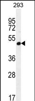 A4GALT Antibody (N-term) (Cat. #AP10116a) western blot analysis in 293 cell line lysates (35ug/lane).This demonstrates the A4GALT antibody detected the A4GALT protein (arrow).