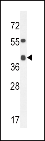 ADH4 Antibody (C-term) (Cat. #AP10128b) western blot analysis in mouse heart tissue lysates (35ug/lane).This demonstrates the ADH4 antibody detected the ADH4 protein (arrow).