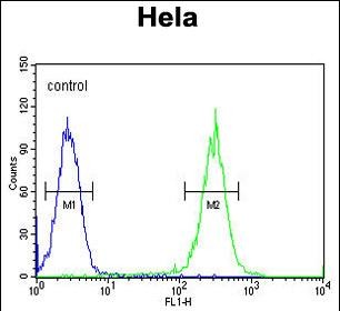 FC - RAD26 Antibody (N-term) AP10167A