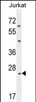 CLDN22 Antibody (Center) (Cat. #AP10232c) western blot analysis in Jurkat cell line lysates (35ug/lane).This demonstrates the CLDN22 antibody detected the CLDN22 protein (arrow).