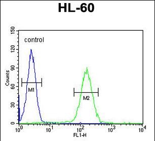 FC - NOS1AP Antibody (Center) AP10269c