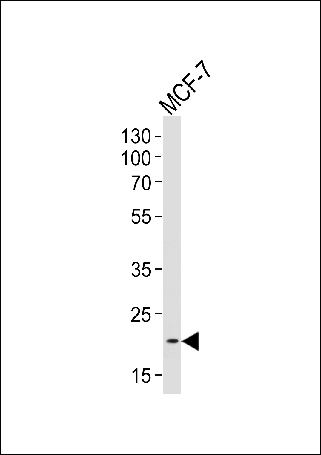 WB - NOS1AP Antibody (Center) AP10269c