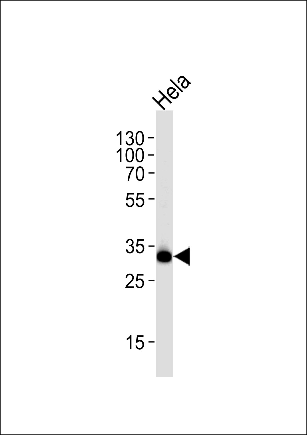 Western blot analysis of lysate from HeLa cell line, using RPS6 Antibody(Ser240/244)(Cat. #AP10275a). AP10275a was diluted at 1:1000 at each lane. A goat anti-rabbit IgG H&L(HRP) at 1:5000 dilution was used as the secondary antibody. Lysate at 35ug per lane. 