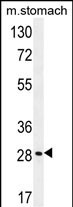 BRMS1L Antibody (N-term) (Cat. #AP10295a) western blot analysis in mouse stomach tissue lysates (35ug/lane).This demonstrates the BRMS1L antibody detected the BRMS1L protein (arrow).