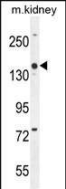 WB - COBL Antibody (N-term) AP10402a