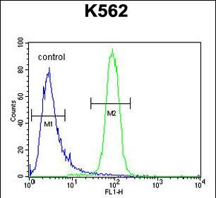 FC - KBTBD5 Antibody (Center) AP10428c