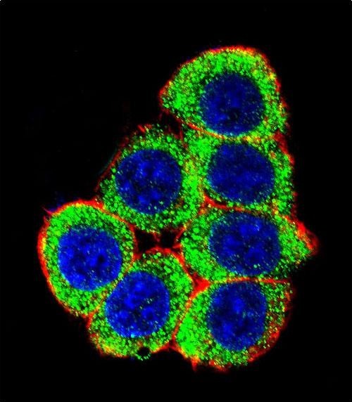 Confocal immunofluorescent analysis of XRCC6 Antibody (Center)(Cat#AP5089c) with 293 cell followed by Alexa Fluor 488-conjugated goat anti-rabbit lgG (green). Actin filaments have been labeled with Alexa Fluor 555 phalloidin (red).DAPI was used to stain the cell nuclear (blue).