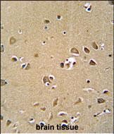 IHC-P - GPRASP1 Antibody (C-term) AP5831b