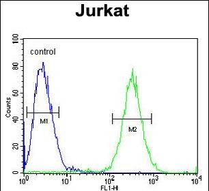 FC - ST3GAL5 Antibody (C-term) AP5834b