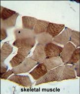 IHC-P - ST3GAL5 Antibody (C-term) AP5834b