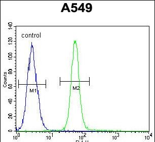 FC - ZMYND10 Antibody (C-term) AP5836b