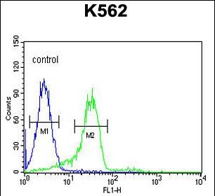 FC - ENAM Antibody (C-term) AP5838b