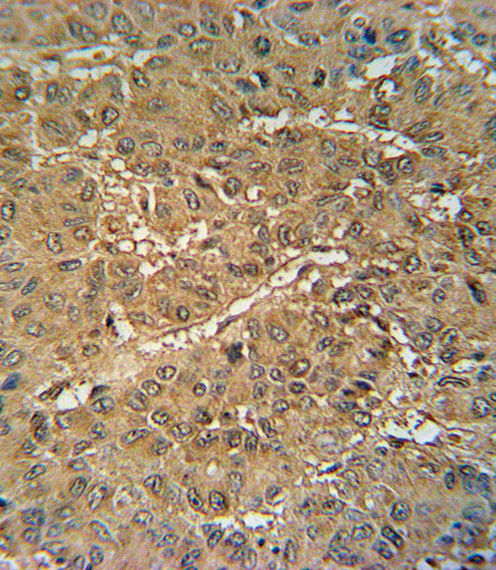 IHC-P - VKORC1 Antibody (N-term) AP5859A