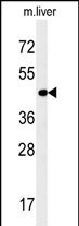 WB - PAOX Antibody (Center) AP5864c