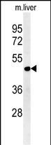 WB - DDI2 Antibody (Center) AP5959c