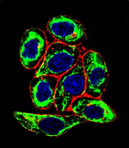 Confocal immunofluorescent analysis of PAX6 Antibody (Ascites)(Cat#AM1871a) with Hela cell followed by Alexa Fluor� 488-conjugated goat anti-mouse lgG (green). Actin filaments have been labeled with Alexa Fluor 555 phalloidin (red).DAPI was used to stain the cell nuclear (blue).