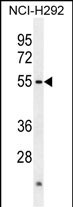 ACTL7A Antibody (N-term) (Cat. #AP10469a) western blot analysis in NCI-H292 cell line lysates (35ug/lane).This demonstrates the ACTL7A antibody detected the ACTL7A protein (arrow).