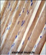 IHC-P - INPP5B Antibody (C-term) AP10490b