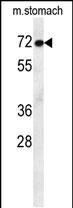 MCAF2 Antibody  (Center) (Cat. #AP10509c) western blot analysis in mouse stomach tissue lysates (35ug/lane).This demonstrates the MCAF2 antibody detected the MCAF2 protein (arrow).