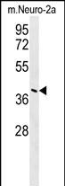 CASC4 Antibody  (C-term) (Cat. #AP10511b) western blot analysis in mouse Neuro-2a cell line lysates (35ug/lane).This demonstrates the CASC4 antibody detected the CASC4 protein (arrow).