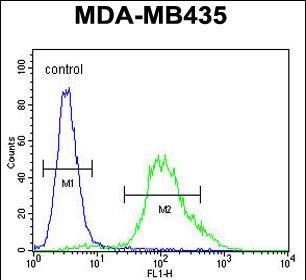 FC - ZNF98 Antibody (C-term) AP10523b